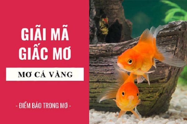 Giải mã giấc mơ cá vàng