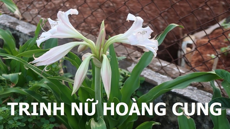 Tham khảo ý kiến ​​bác sĩ: Trước khi sử dụng trinh nữ hoàng cung, hãy tham khảo ý kiến ​​của bác sĩ hoặc chuyên gia y tế. Họ có thể đưa ra lời khuyên và chỉ định cụ thể về liều lượng, cách sử dụng và tương tác với các loại thuốc hoặc bệnh lý khác. Chất lượng sản phẩm: Chọn sản phẩm trinh nữ hoàng cung từ các nhà sản xuất đáng tin cậy và có chất lượng đảm bảo. Hạn chế mua các sản phẩm không rõ nguồn gốc hoặc không đáng tin cậy. Tương tác thuốc: Nếu bạn đang dùng bất kỳ loại thuốc nào, bao gồm cả thuốc kê đơn và thuốc không kê đơn, hãy thảo luận với bác sĩ về tương tác giữa trinh nữ hoàng cung và thuốc bạn đang dùng. Trinh nữ hoàng cung có thể tương tác với một số loại thuốc và gây ảnh hưởng đến hiệu quả và an toàn của chúng. Phản ứng dị ứng: Nếu bạn có bất kỳ phản ứng dị ứng nào sau khi sử dụng trinh nữ hoàng cung, hãy ngừng sử dụng và tham khảo ý kiến ​​của bác sĩ. Các phản ứng dị ứng có thể bao gồm dị ứng da, ngứa, sưng hoặc khó thở. Không sử dụng trong thai kỳ và cho con bú: Trinh nữ hoàng cung có thể không an toàn cho thai kỳ và cho con bú. Hãy tránh sử dụng trong các tình huống này hoặc thảo luận với bác sĩ để biết thêm thông tin chi tiết.