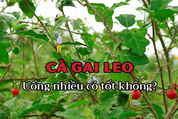 Cách dùng cà gai leo hiệu quả