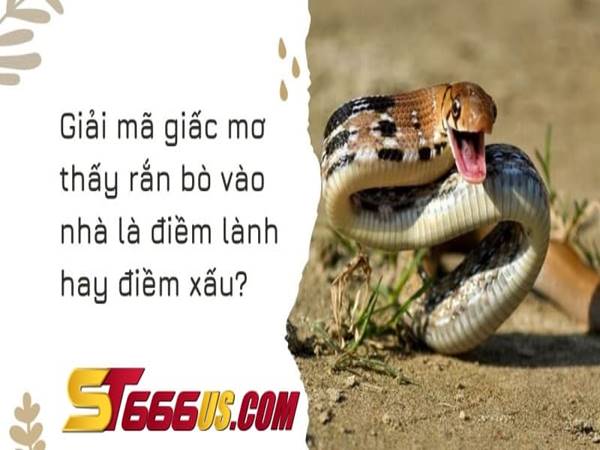 ST666 giải mã điềm báo đằng sau giấc mơ thấy rắn bò vào nhà