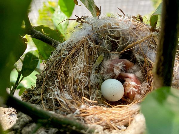 Nhìn thấy tổ chim điềm báo hên hay xui?